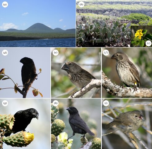 Galapago Island Finches
