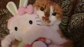 Timeline: Mi linea de vida