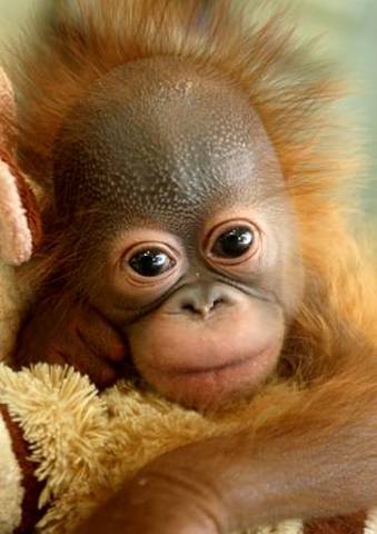 Nuevas especulaciones sobre la naturaleza humana