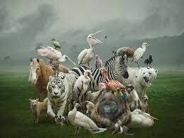 Animales