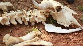 Timeline: Història de la Terra