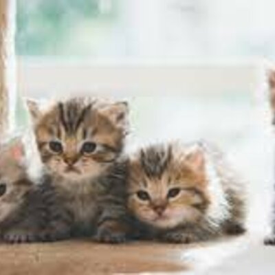 Timeline: Historia de mi vida