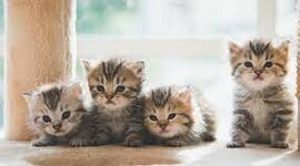 Timeline: Historia de mi vida