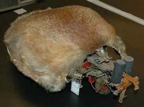 Le renard de Ducrocq