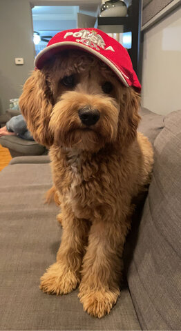 Getting my Dog- Responsible