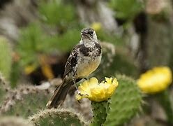 Islands of San Cristobal and Floreana, Galapagos