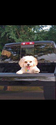 Getting My First Puppy