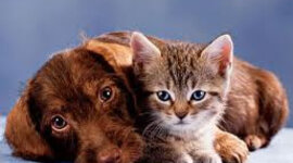 Timeline: La meva vida