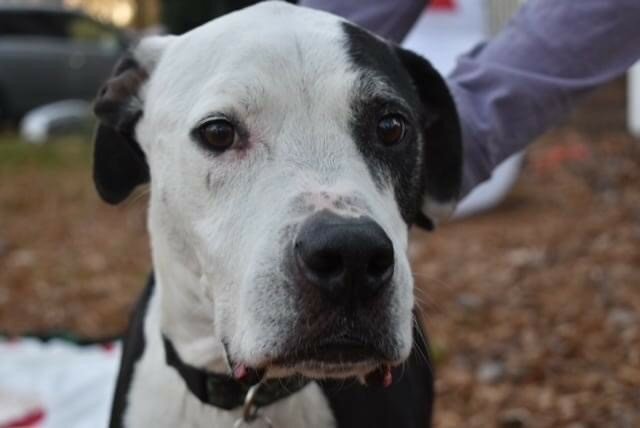 Saying goodbye to our Dog