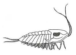 Cambrian