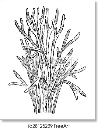 Cambrian plant