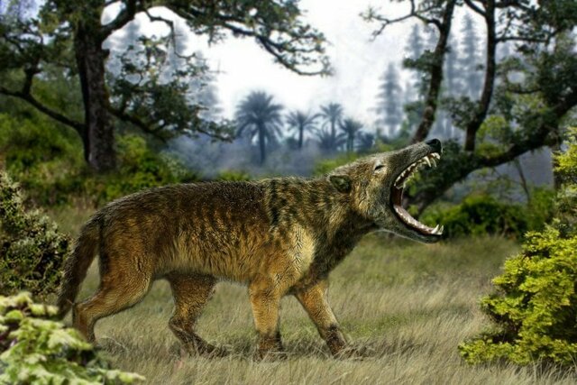 Cenozoico: 1- El Paleógeno