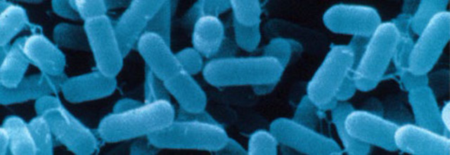 First vaccine developed for meningitis