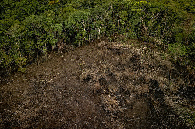 CULTURAL - Políticas de reducción de deforestación del Amazonas