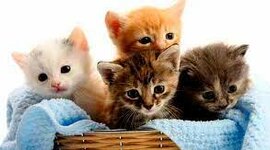 Timeline: LA MEVA VIDA