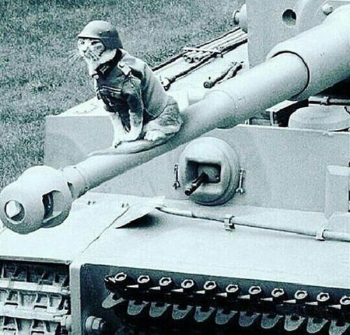 Service militaire obligatoire