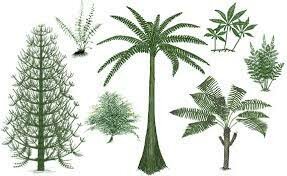 Plants from the Devonian