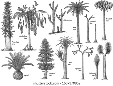 Plants from the Carboniferous