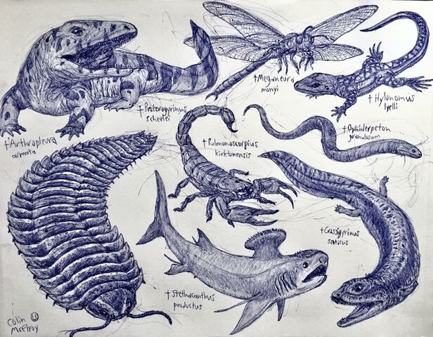 Animals from the Carboniferous