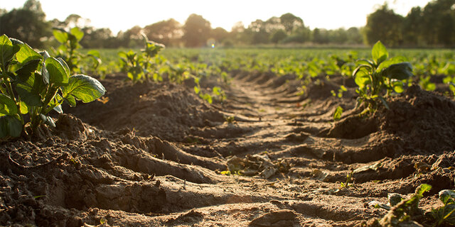 The First Offiical Opium Ban