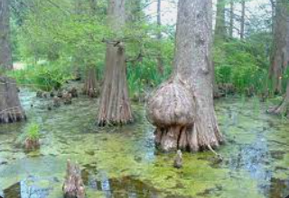 La formación de pantanos