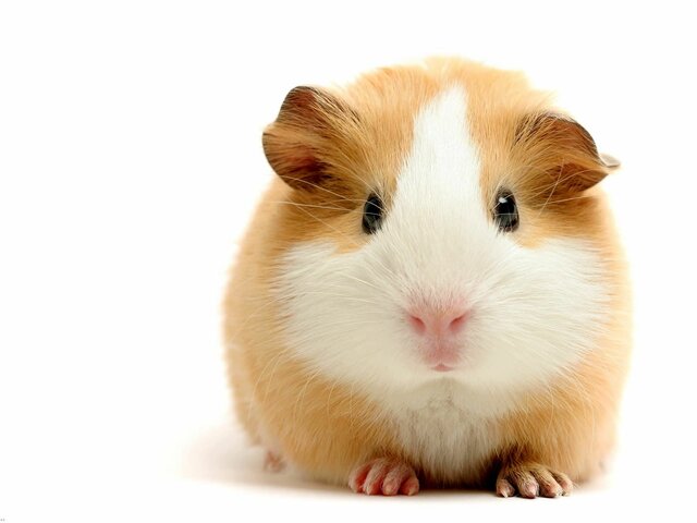 He perdut la mava coballa