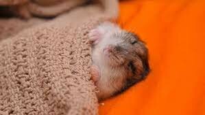 La mort de la meva mascota