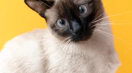 Timeline: LA MEVA VIDA