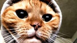 Timeline: LA MEVA VIDA