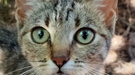 Timeline: LA MEVA VIDA