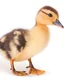 Depositphotos 22490689 stock photo brown baby duck