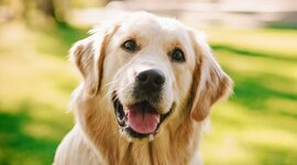 Timeline: LA MEVA VIDA