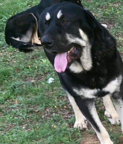 ADOPTEM A ALTRES ANIMALS