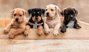 BENVINGUTS A LA FAMÍLIA