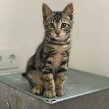 TENIM UN ALTRE GAT A LA MEVA FAMÍLIA