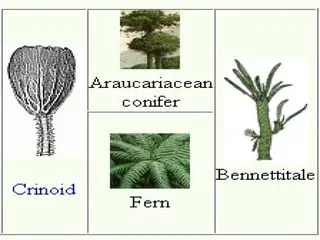 Plants from the Triassic
