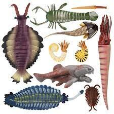 Cambrian