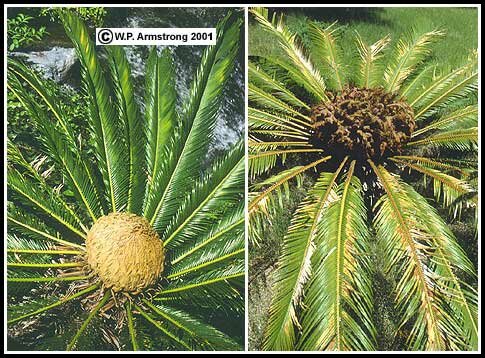 Plants from the Jurassic