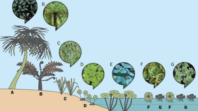 Plants from the Cretaceous