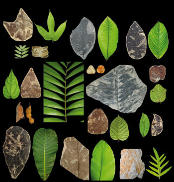Plants from the Paleogene