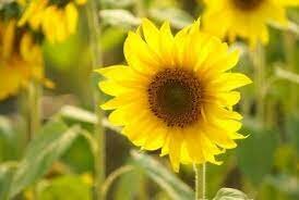 Quaternary Period Plant