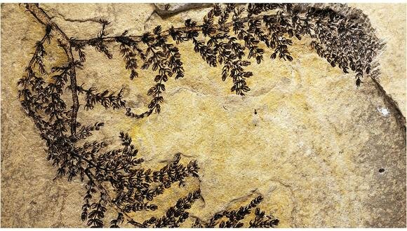 Organismes pluricelular•lulars