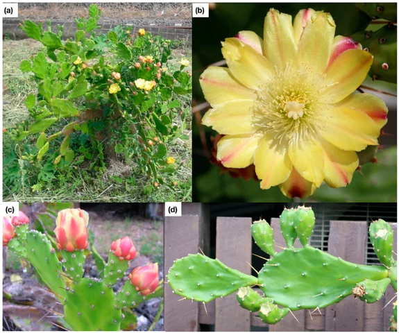 Plants from the Quaternary