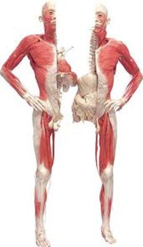 Leonardo da Vinci dissects corpses