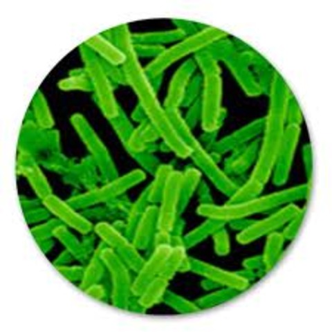 Louis Pasteur identifies germs as cause of disease