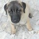 Kangal 570 0 600