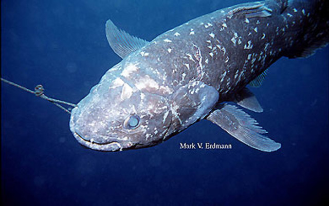 A living coelacanth was found off the coast of southern Africa.