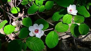 Quaternary Period Plant