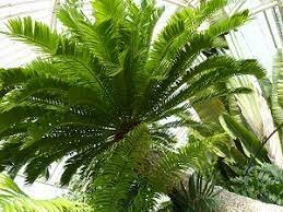 Mesozoic Plant