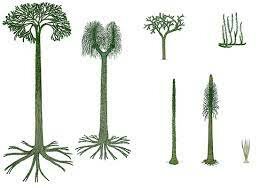 Carboniferous Plant